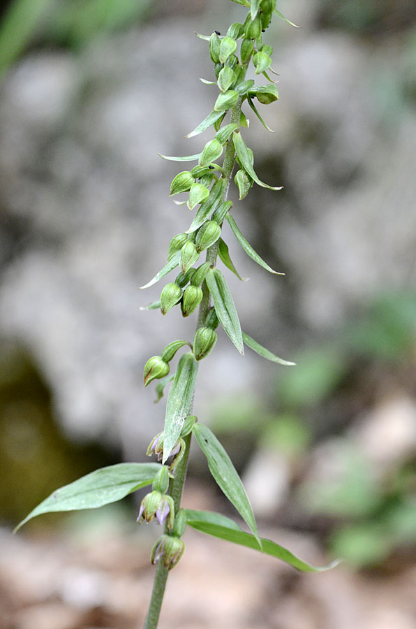 Epipactis sp?